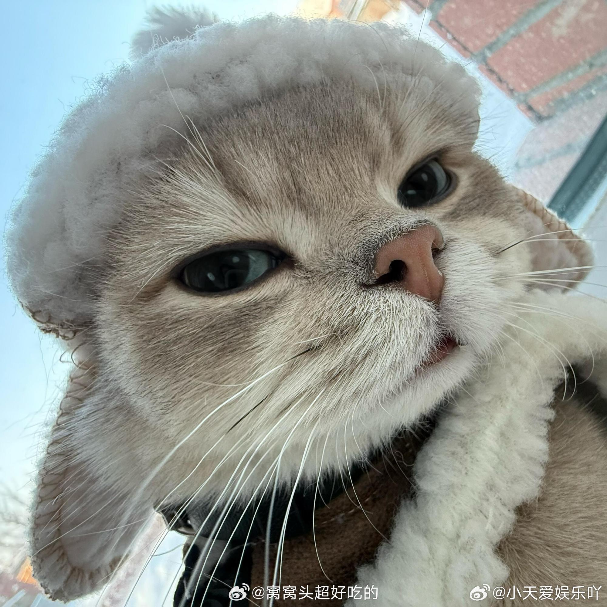 小猫的快乐真的超简单趴在窗边看风景发呆，小猫咪的快乐很简单，每一刻都满是惬意