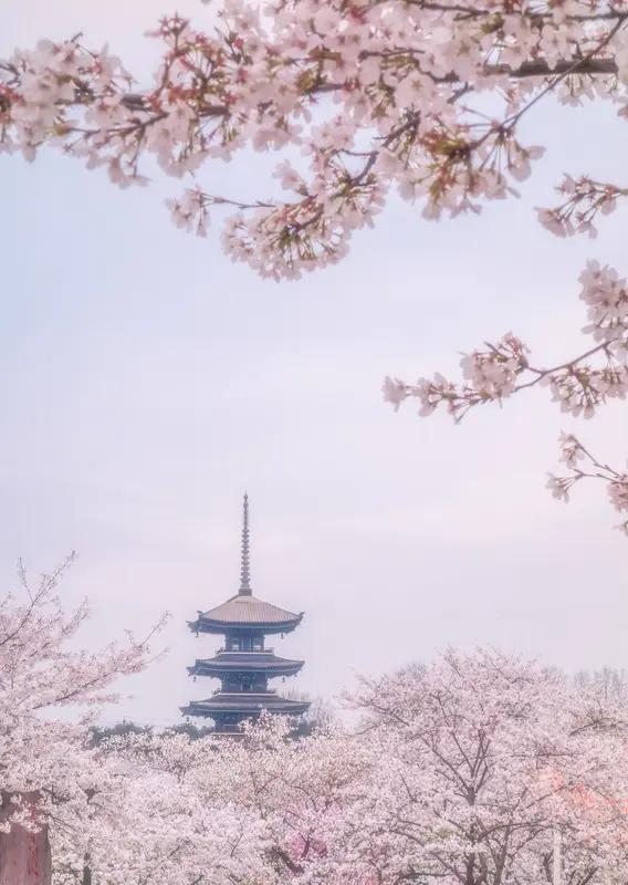 樱花季看夜樱，那几个地方可不能错过。南京鸡鸣寺是个绝佳之地，夜晚灯光映照在樱花上