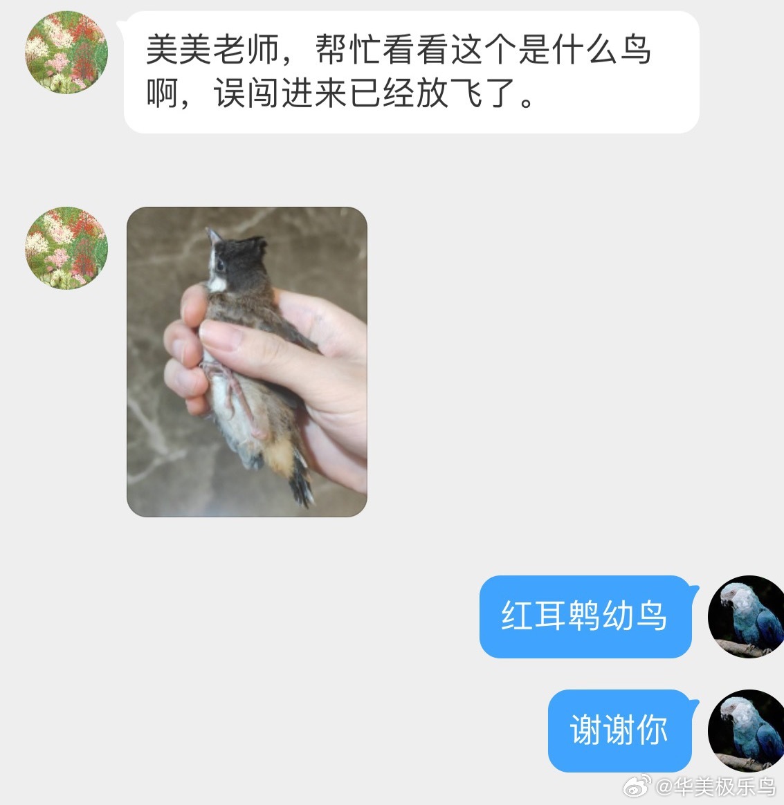 鸟粉投稿飞屋里的【红耳鹎bēi】还是只宝宝，已经被放走啦图三是长大后的样子，自