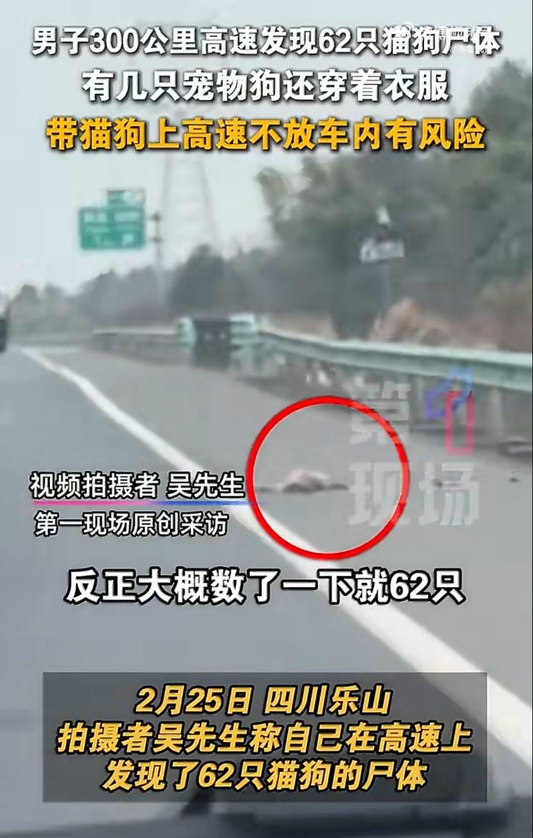 四川乐山的一段高速公路上，出现了一幕让人心碎的景象：62具猫狗的尸体，散落在约3