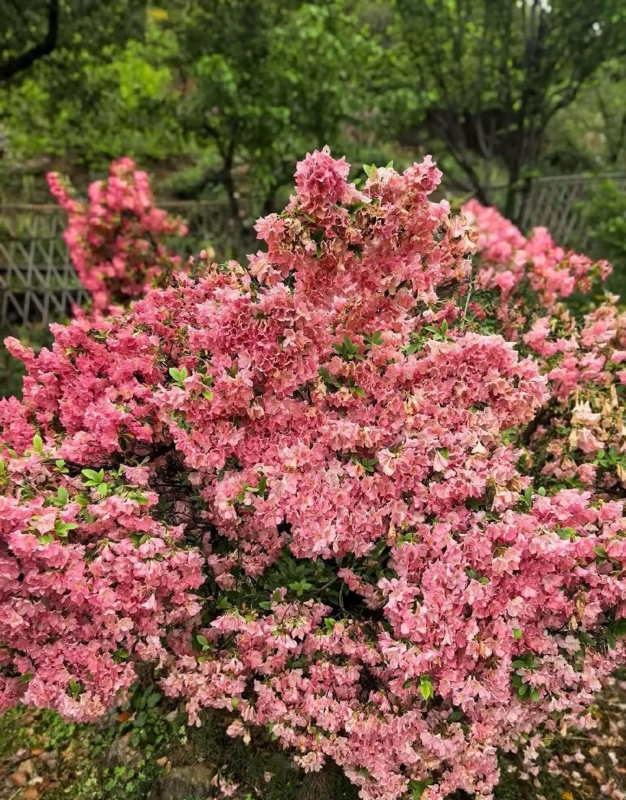 a股本轮牛市行情，不是从924行情开始，实际从2024年2月，2635点就开始了