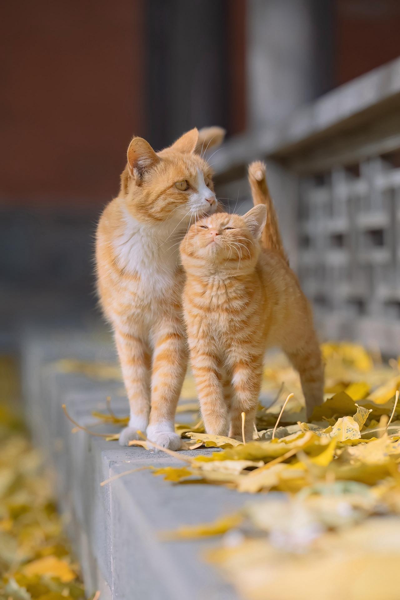 麻麻，我也爱你。今天是母亲节，应景回顾一组猫猫母崽亲昵图，愿各位妈妈节...