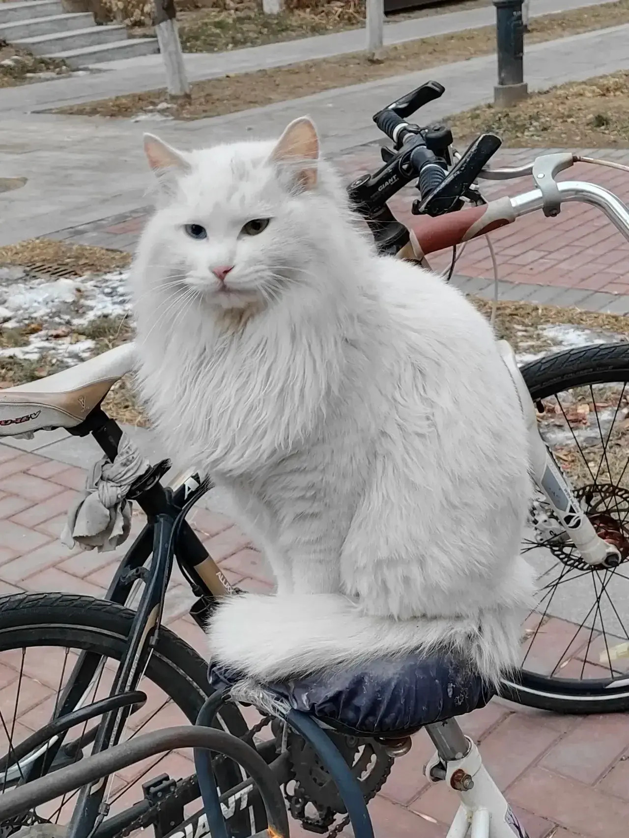 巨好看的流浪猫，像落难的公主在等她的铲屎官接驾