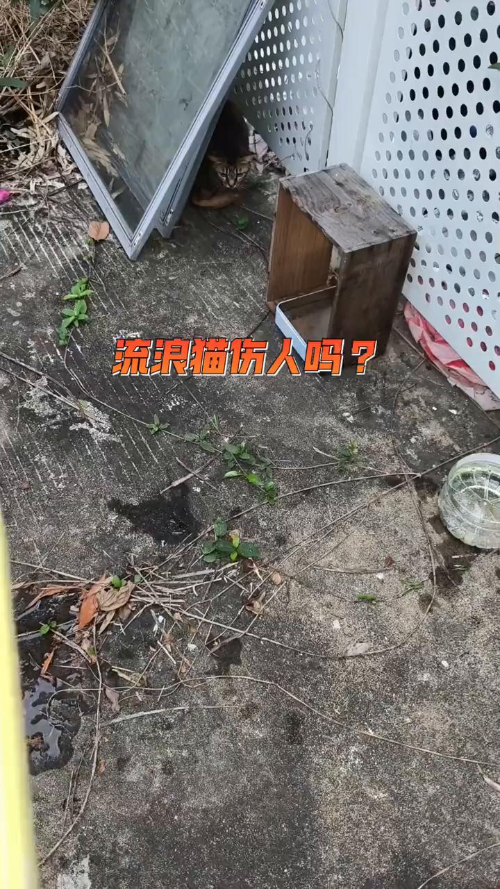 流浪猫伤人吗？躲在角落不敢出来。奶牛猫看见我放猫粮，它即便认识我也不敢上前来吃