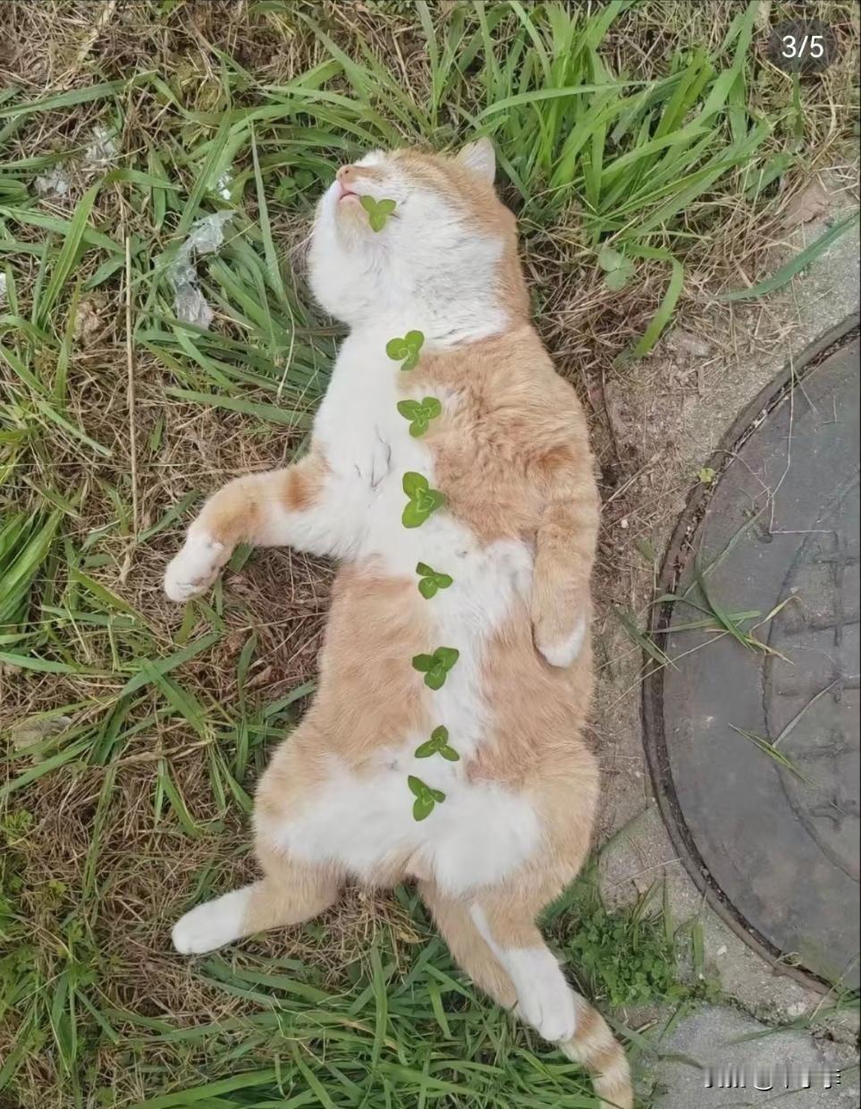 咪：人，模特费结一下[大笑]小猫咪