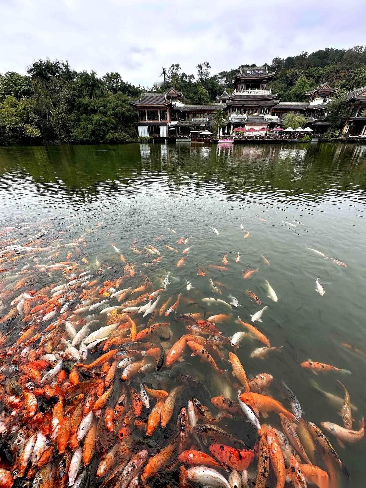 我不是来广西旅游的，我是来“续命”的。说白了，就是来给我那咳了一整个冬天的肺，