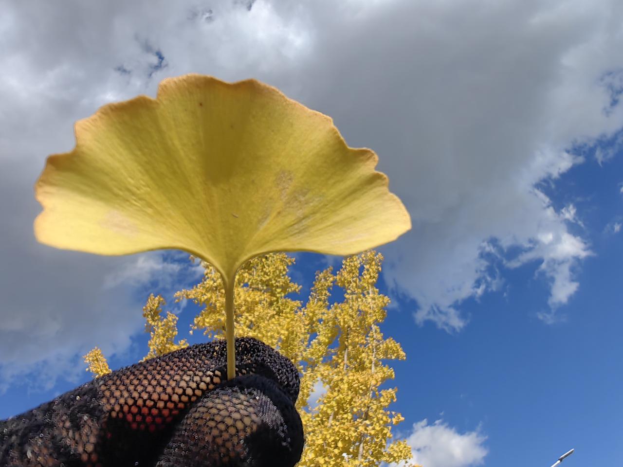 下联：半空枫叶红这是秋天的景色。下联“半空枫叶红”与上联“一地秋菊艳”相映成