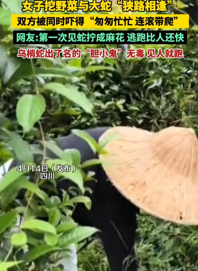 不厚道的笑了！四川，一女子和朋友一起去野外挖野菜，谁知女子挖着挖着突然感觉草里有