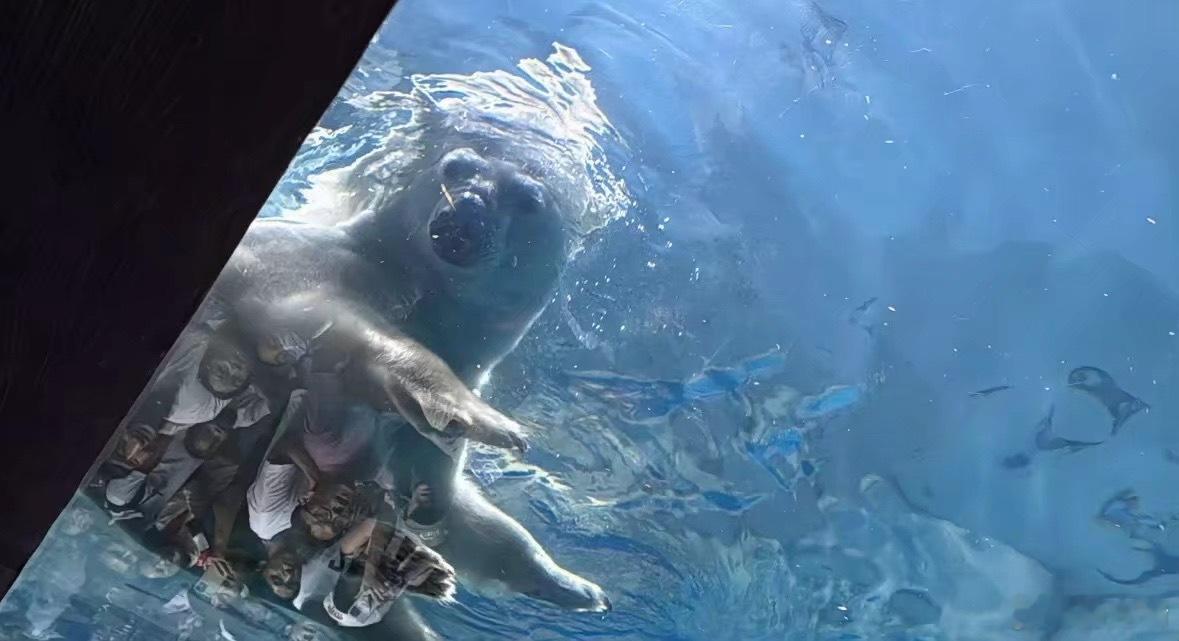 一堆人上赶着拍北极熊的雷霆大腚