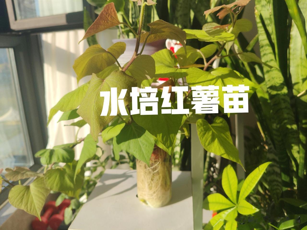 女人结婚了，从少女变成少妇，从少妇熬成怨妇，从怨妇熬成婆妇。我感觉说的有点道理[