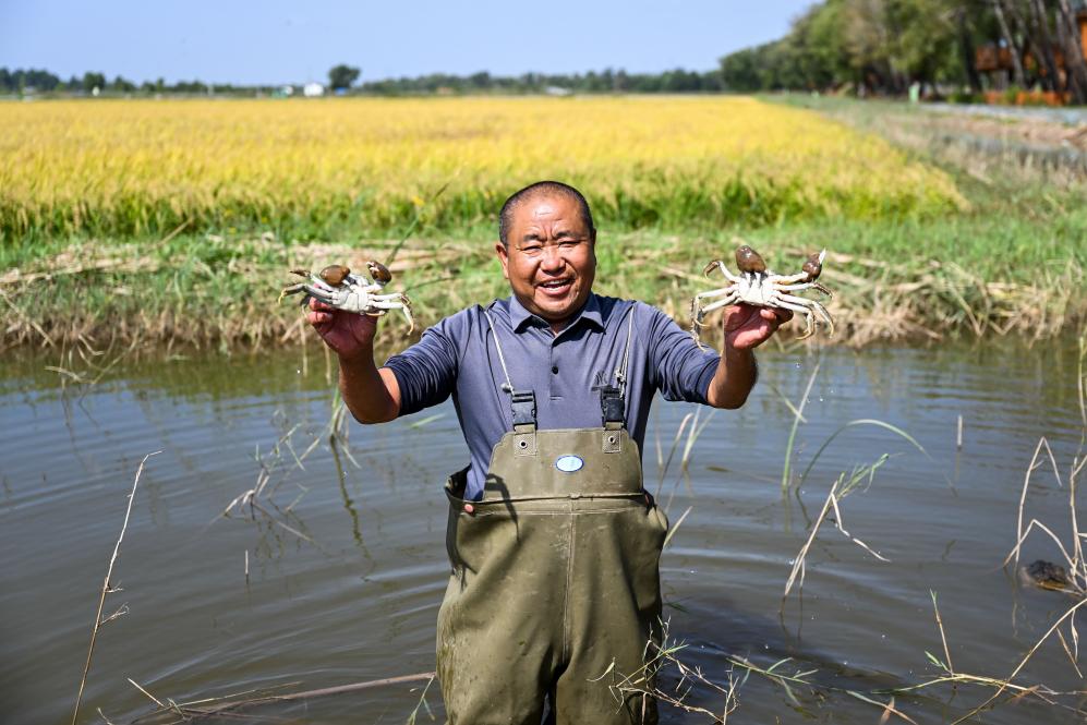 盐碱荒地变身稻花香里 沙漠深处荷花满塘