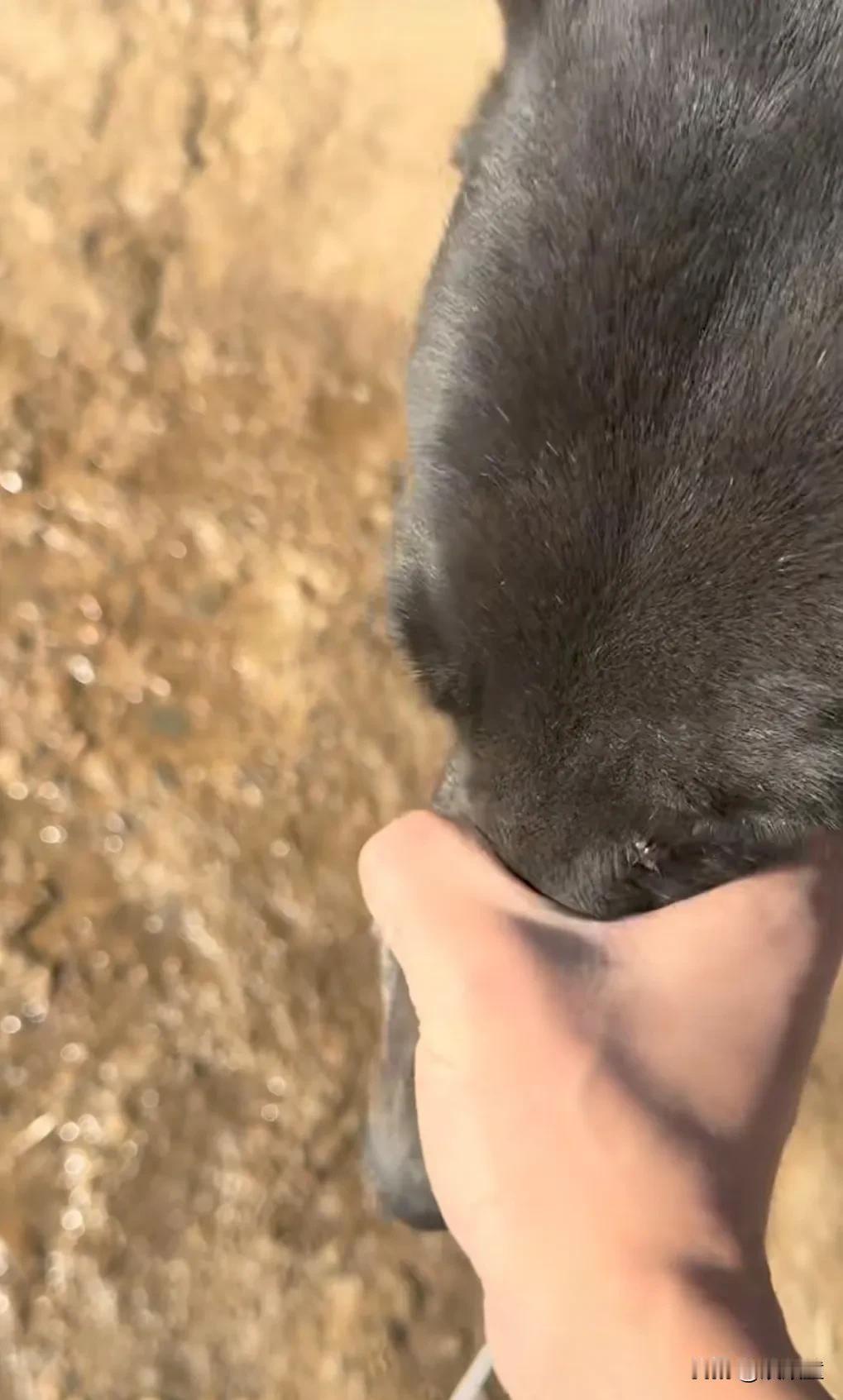 别人握手，董宇辉“握狗”！今年，董宇辉回家没有闲着，节目不少，最快乐就是他家的