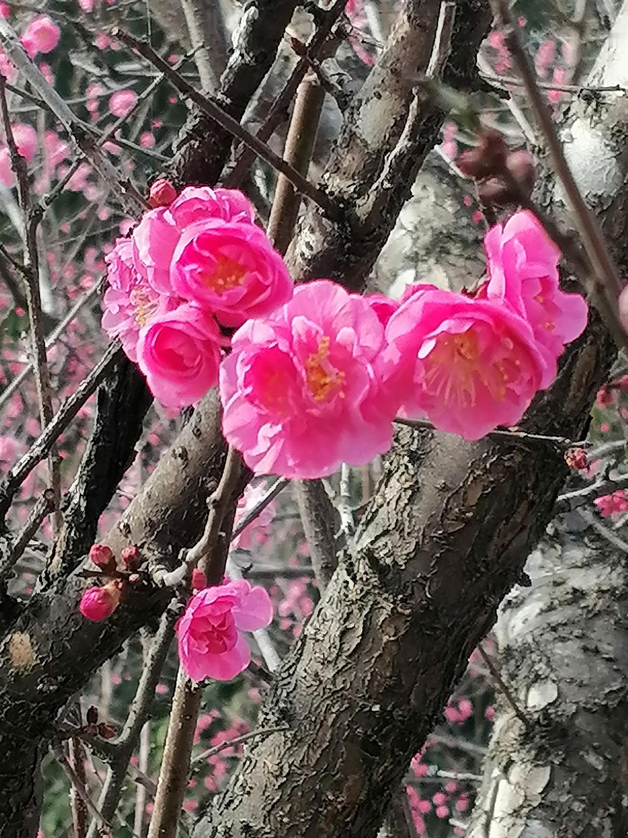 年味从哪里来？年味从哪里来？从礼花中燃出来！从鞕炮中炸出来！从春晚小品