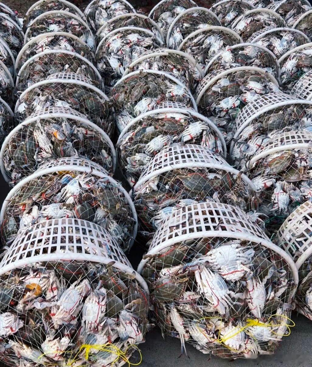 据说，以前穷人没饭吃的时候才吃它在古代，一到秋天，江河湖泊里的螃蟹多得吓人。有些