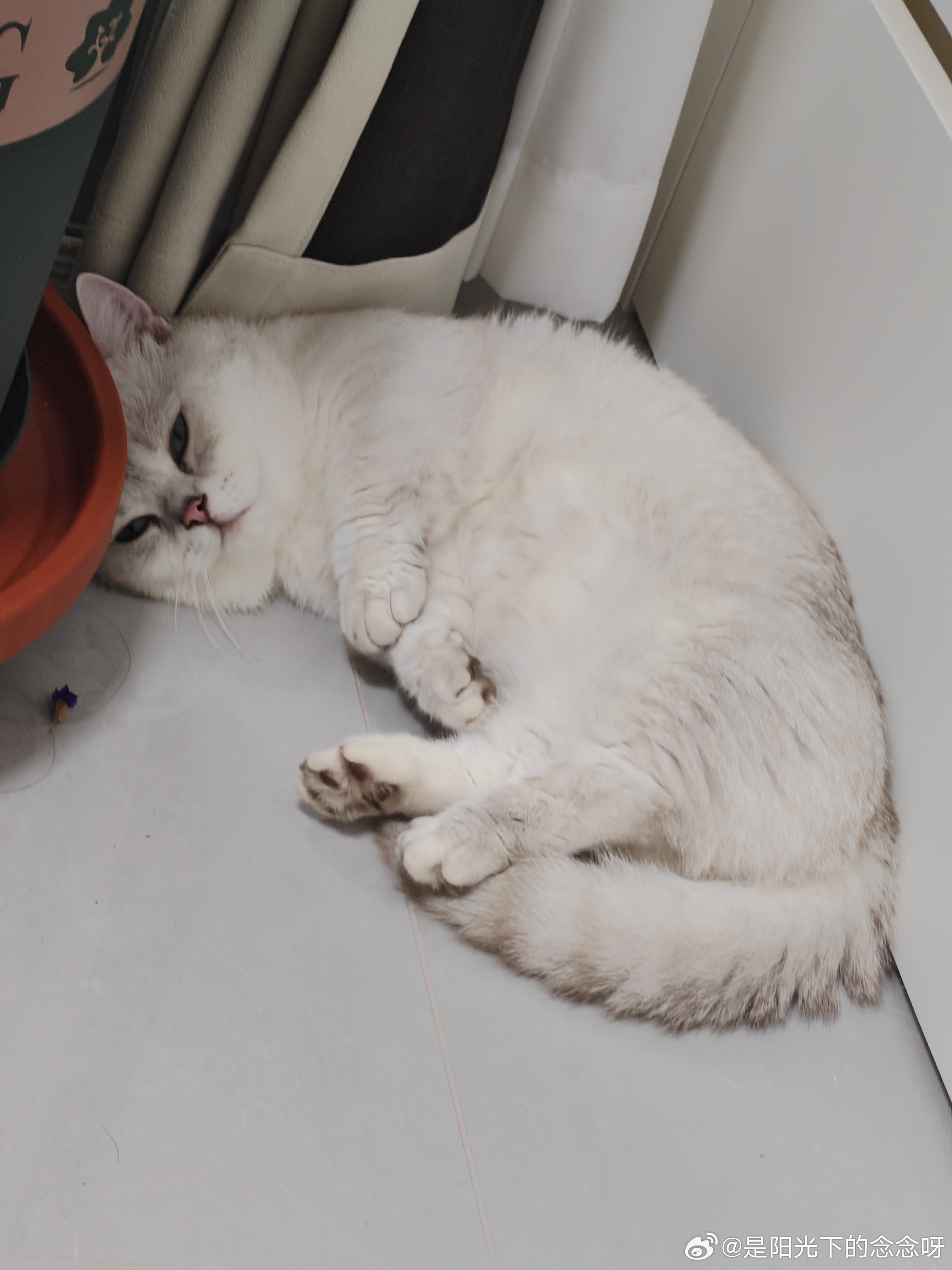 小猫在夏天干什么日常吸猫银渐层记录猫咪日常的生活记录猫咪日常萌宠猫咪日常喵星人