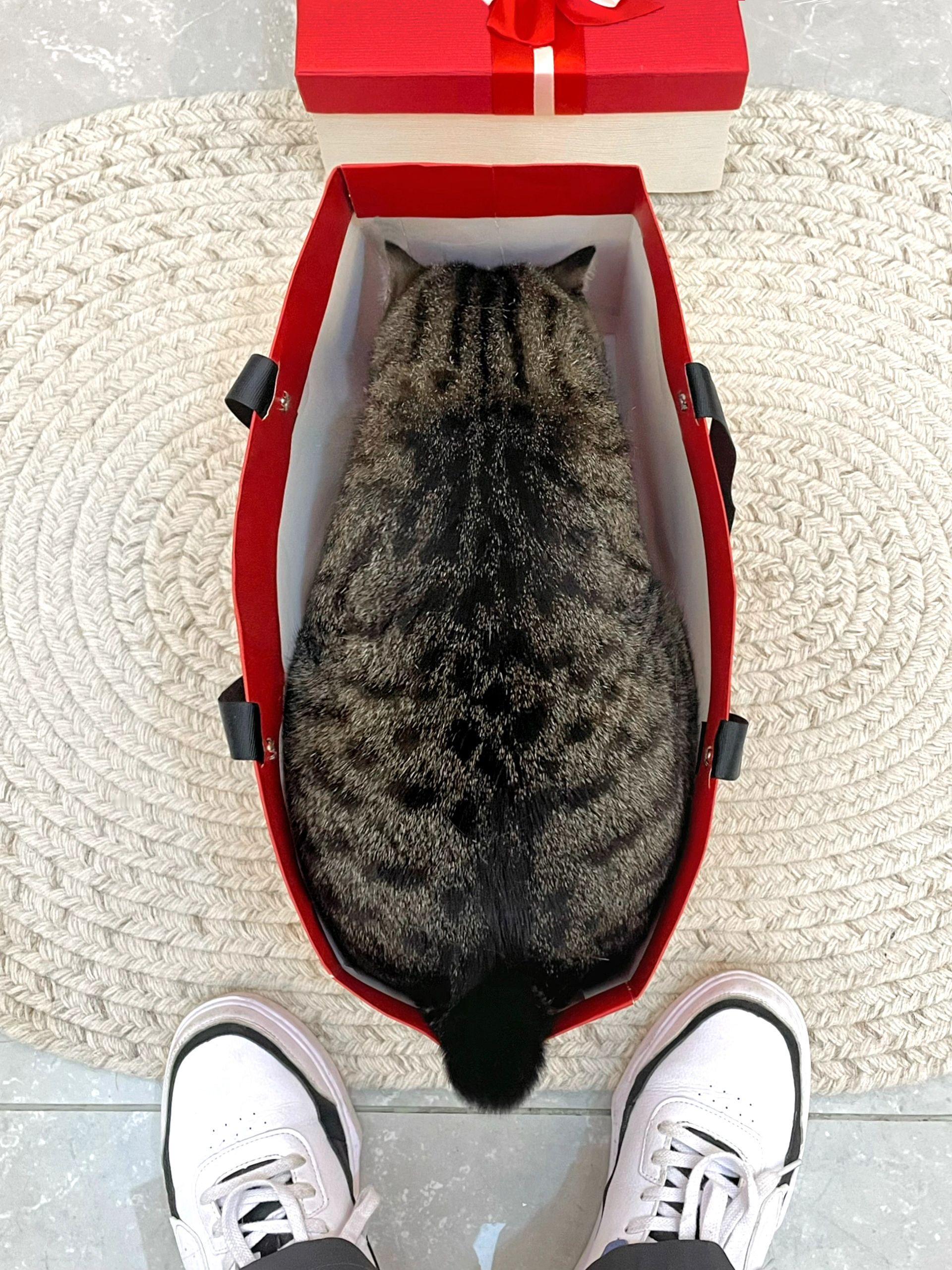 要见家长了，带这种品相的海参够诚意吗？​​​