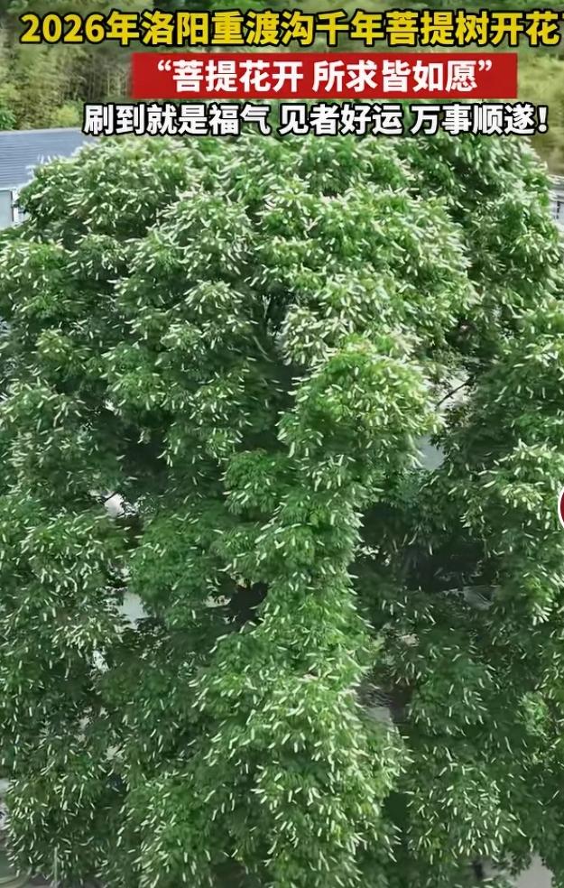 洛阳白马寺那株千年菩提树开花啦，简直太震撼！这棵树树龄超一千三百年，是源自印度摩
