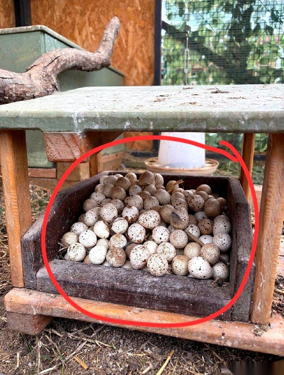 我嘞个去，200多颗蛋？！姐们儿，你家这“天线宝宝”是下了金蛋吗？第一次见识到能