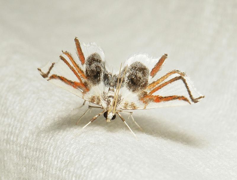 在泰国森林里，有种飞蛾的翅膀上长着像蜘蛛腿的花纹，乍一看真能吓人一跳。但仔细瞧，