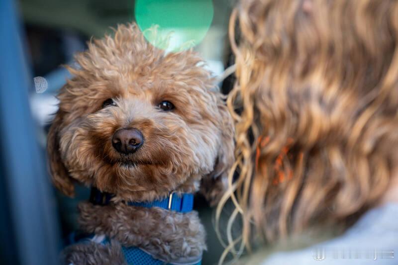 离谱一幕曝光！美国女子因无法登机竟弃狗警员出手改写结局海外新鲜事ai热点共创计
