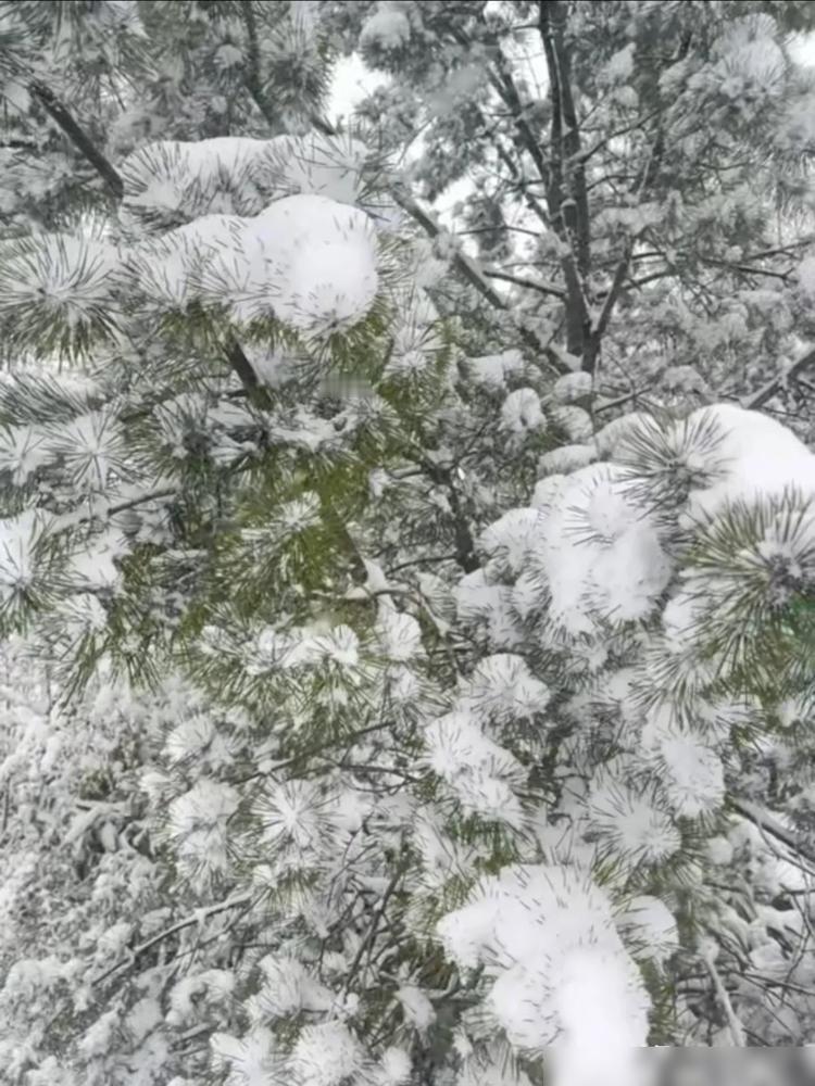 山东三月暴雪来真的！谁能想到“倒春寒”直接变“霸王级寒潮”？鲁中一夜成暴雪中心，