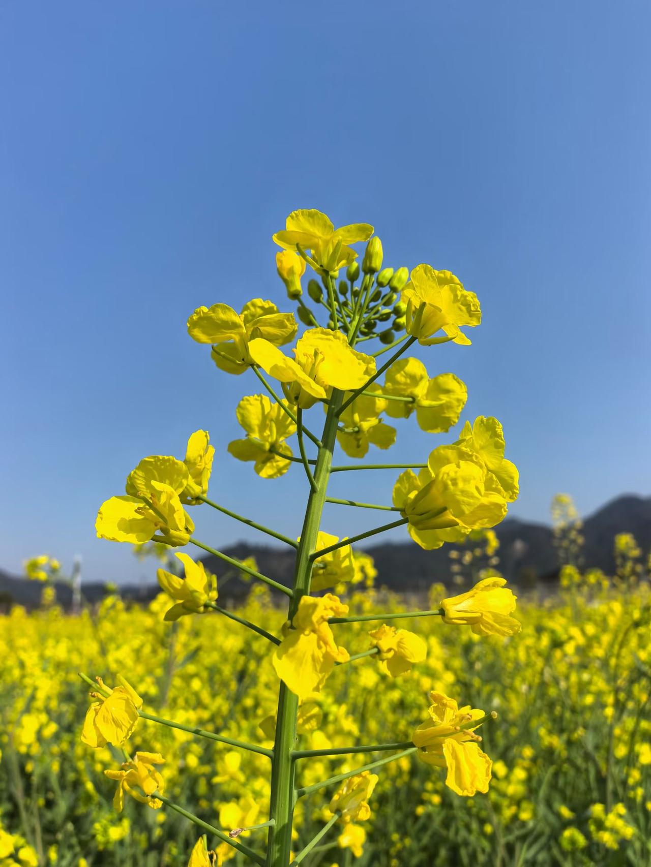 在A股，有没有发现一个奇怪的现象，明明现在处于货币适度宽松政策期间，又有央行贷款
