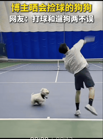 这必须加鸡腿啊！男生领着自己的西高地小狗一起去网球场玩，原以为就是男生练球，狗狗