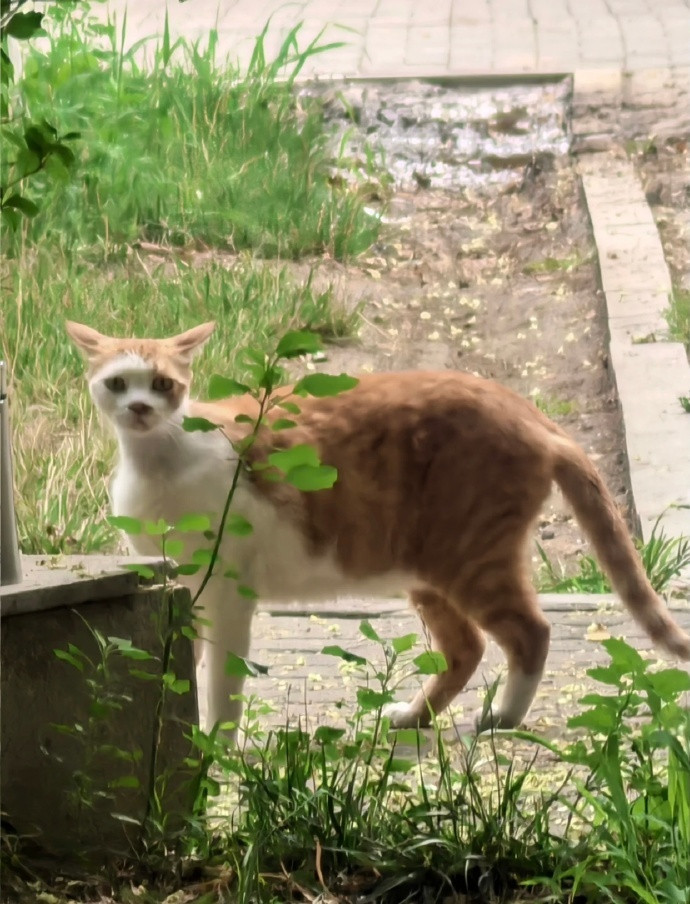原来头小脸小也不一定好看