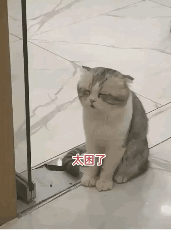猫咪昨天晚上干什么去了？怎么能困成这样。