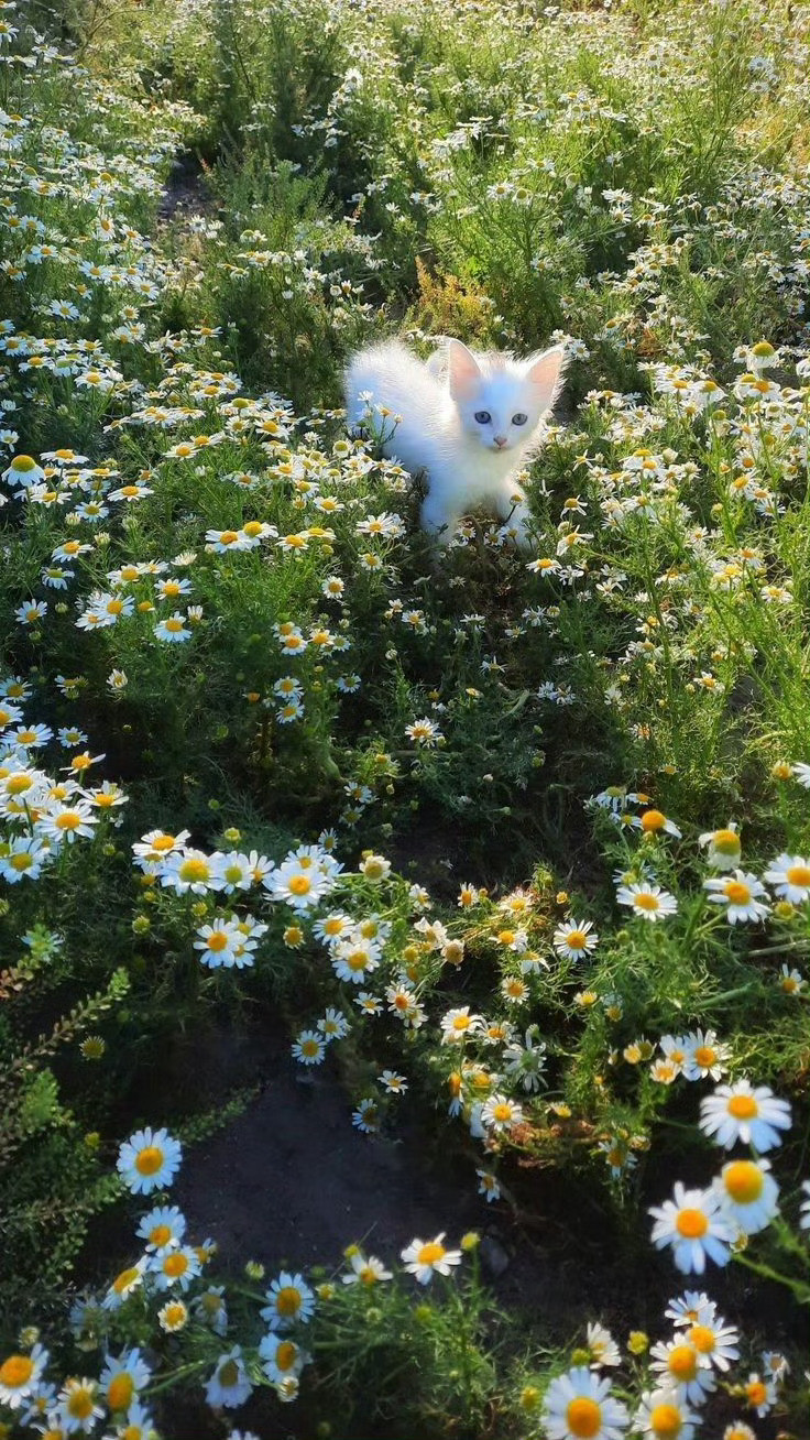 地球小精灵🧚♀️🐱🤩