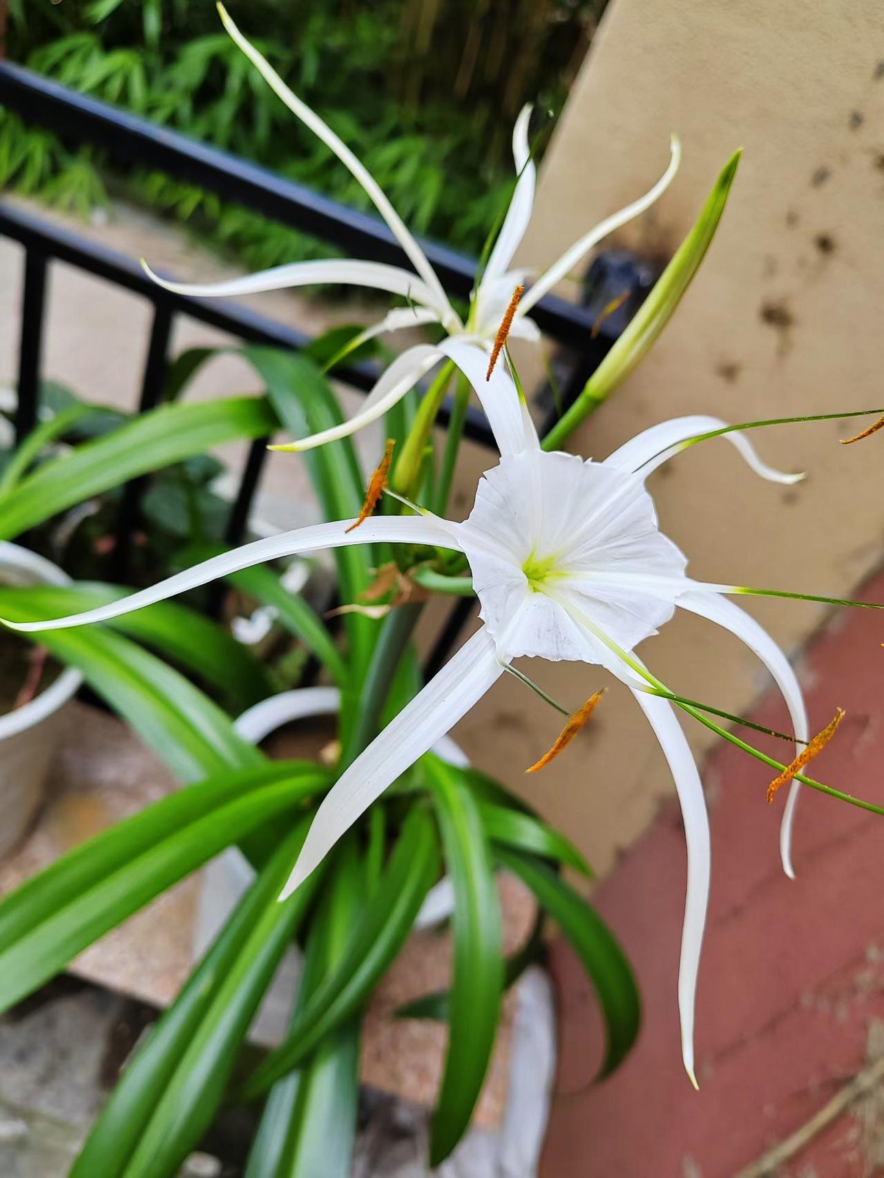 见过这种奇异的花卉吗？这是小学同学在自家小院子里养的花，这花的名字叫“水鬼蕉也叫