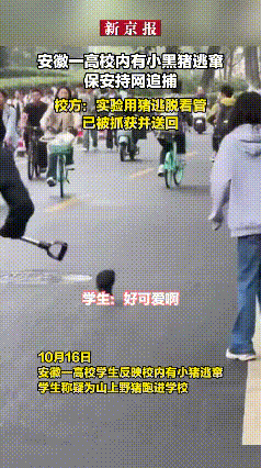 真没想到，高校小猪集体出逃，结果保安差点……10月16日，安徽某高校学生突