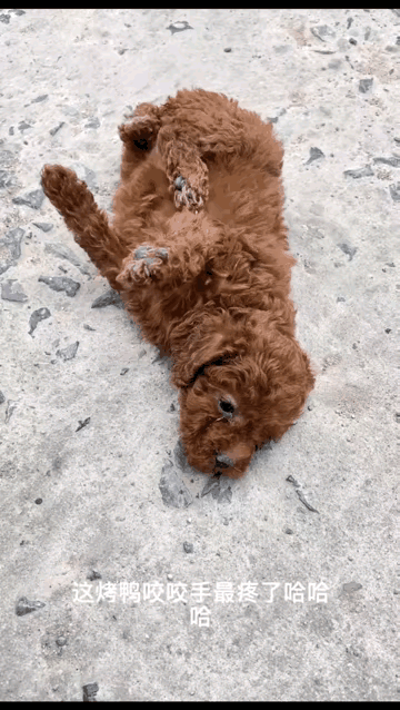 小狗被主人狠狠摔在地上不停抽搐应该是不行了。这是一只小泰迪，主人抱它出来玩时它可