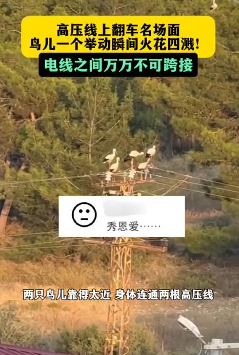 太突然了！完全颠覆认知！云南，5只白鹭吃饱喝足，扎堆停在高压线上闭目休息，本来岁