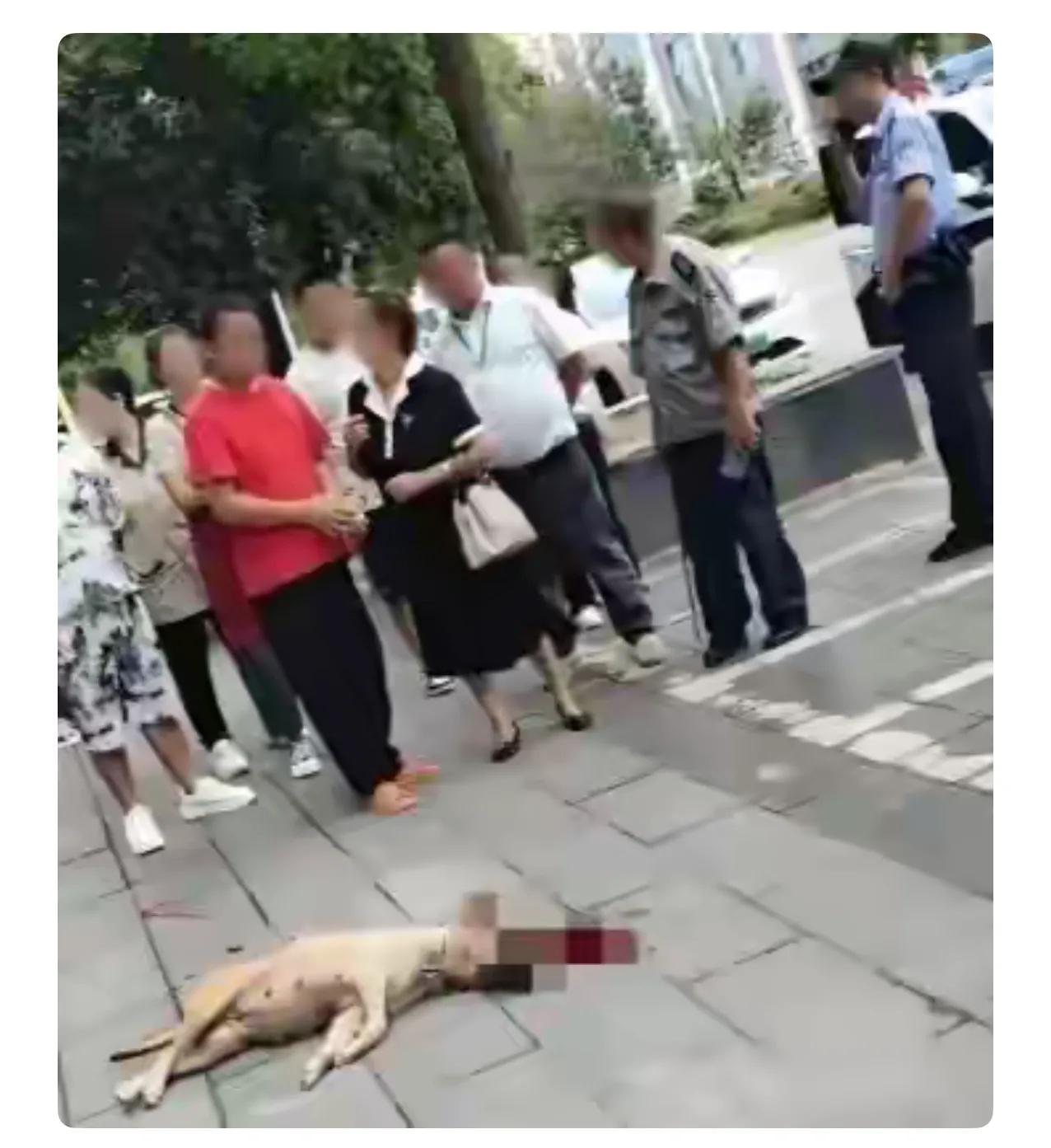 遛狗一定要拴绳！昨天小区外面围了一群人，连警察都来了。昨天小区外面发生一起狗