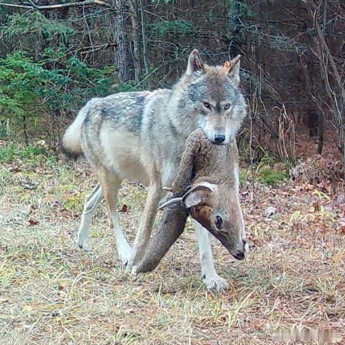 我最爱的照片类型：狼叼着超大猎物——抬头挺胸、眼神坚定，像刚中过冬彩票。热点观点