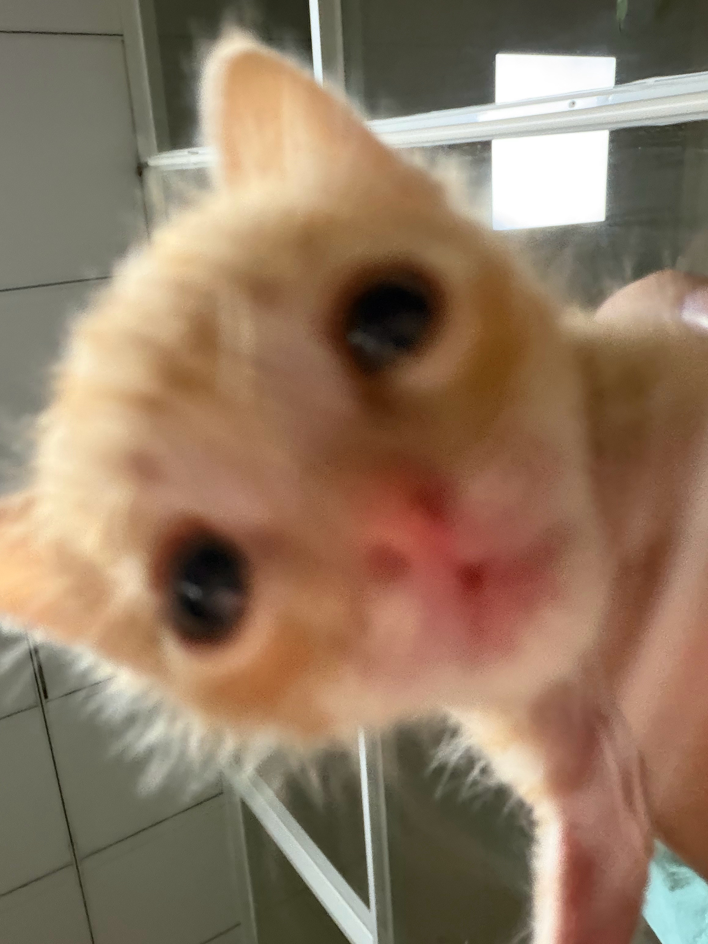 小猫咪