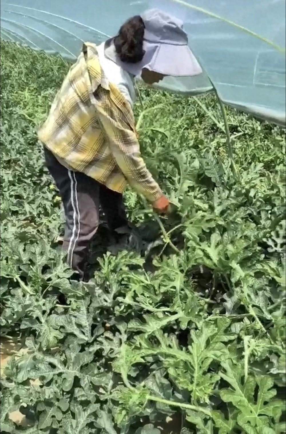 周扒皮生不逢时，当代“地主”更胜一筹！四名河北农妇，为了多挣一点收入，跨省赶到
