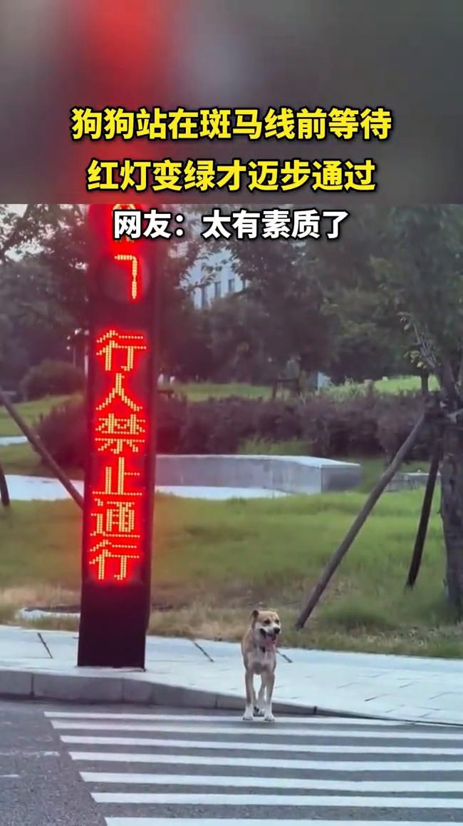 狗狗站在斑马线前等待红灯变绿才迈步通过。网友：太有素质了。发布时间：(7月25