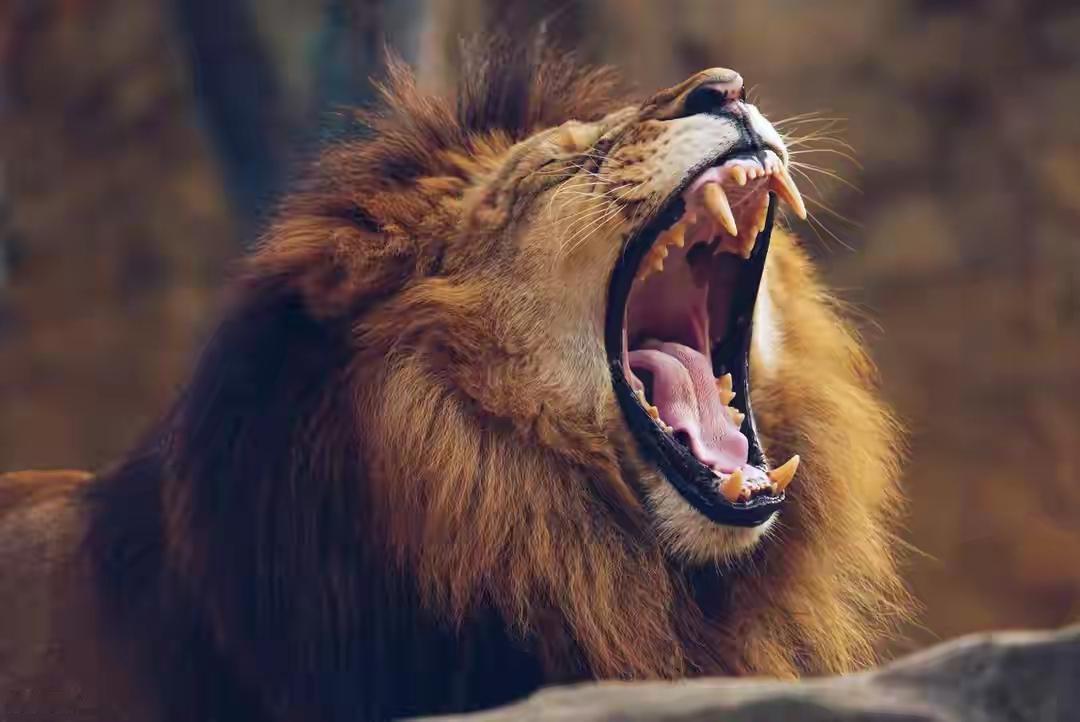 非洲草原上生活着十数万只鸵鸟。狮子却极少捕猎它们，不是捕不到，而是这笔买卖太不划