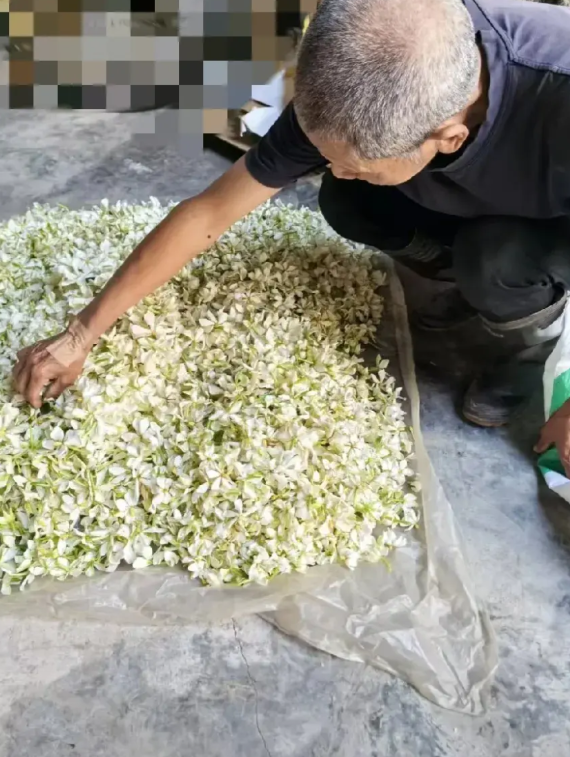 大爷在卖栀子花，才3元一斤，我问咋这么便宜，大爷说没办法，去年栀子花35元一斤，
