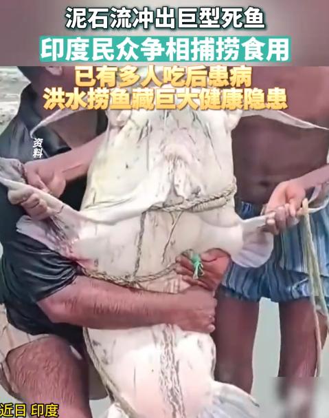 印度白捡的“大鱼”吃出事了！🌞9月1日前后，尼泊尔那边冲来了多条体重超