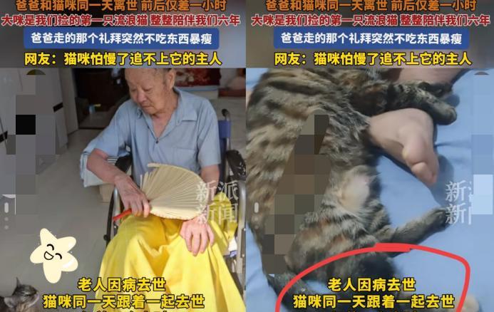 “这下科学也没法解释了！”山东烟台，一位老人离世，不料当天家里的猫咪也走了，而且
