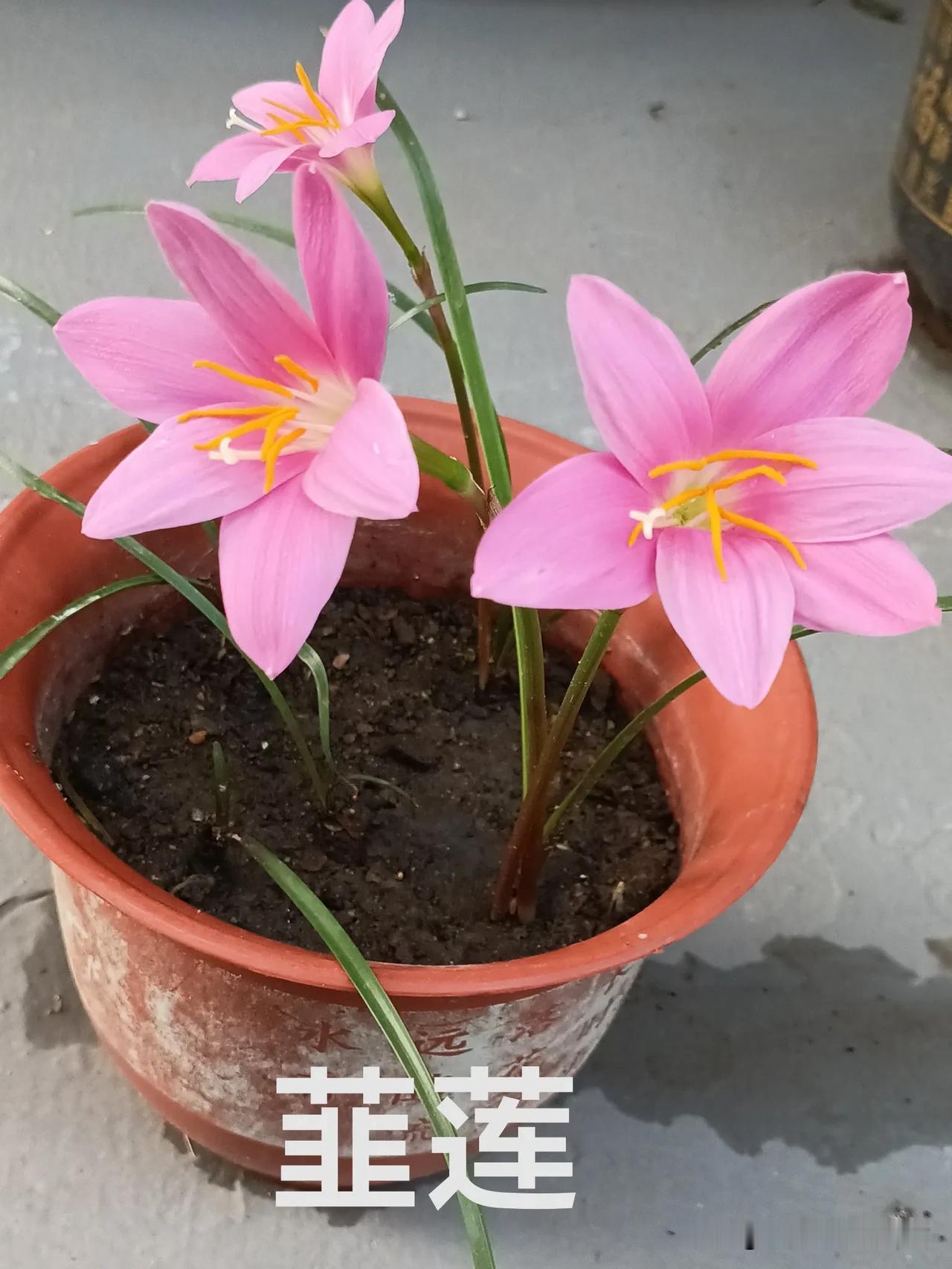 准确的说是我养的花卉！这傢伙细细的叶子，如韭菜，颜色浓绿细长而挻拔，在阳光