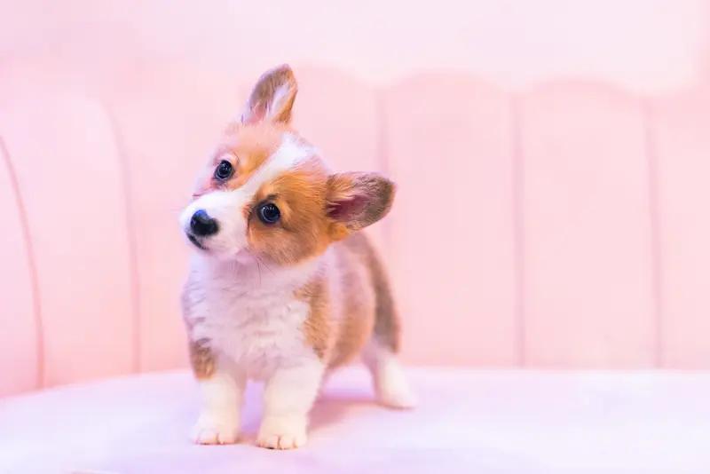 人狗情未了，这事儿大家别着急。舆论的风向已经出来了。他家再有本事也阻碍不了司法公