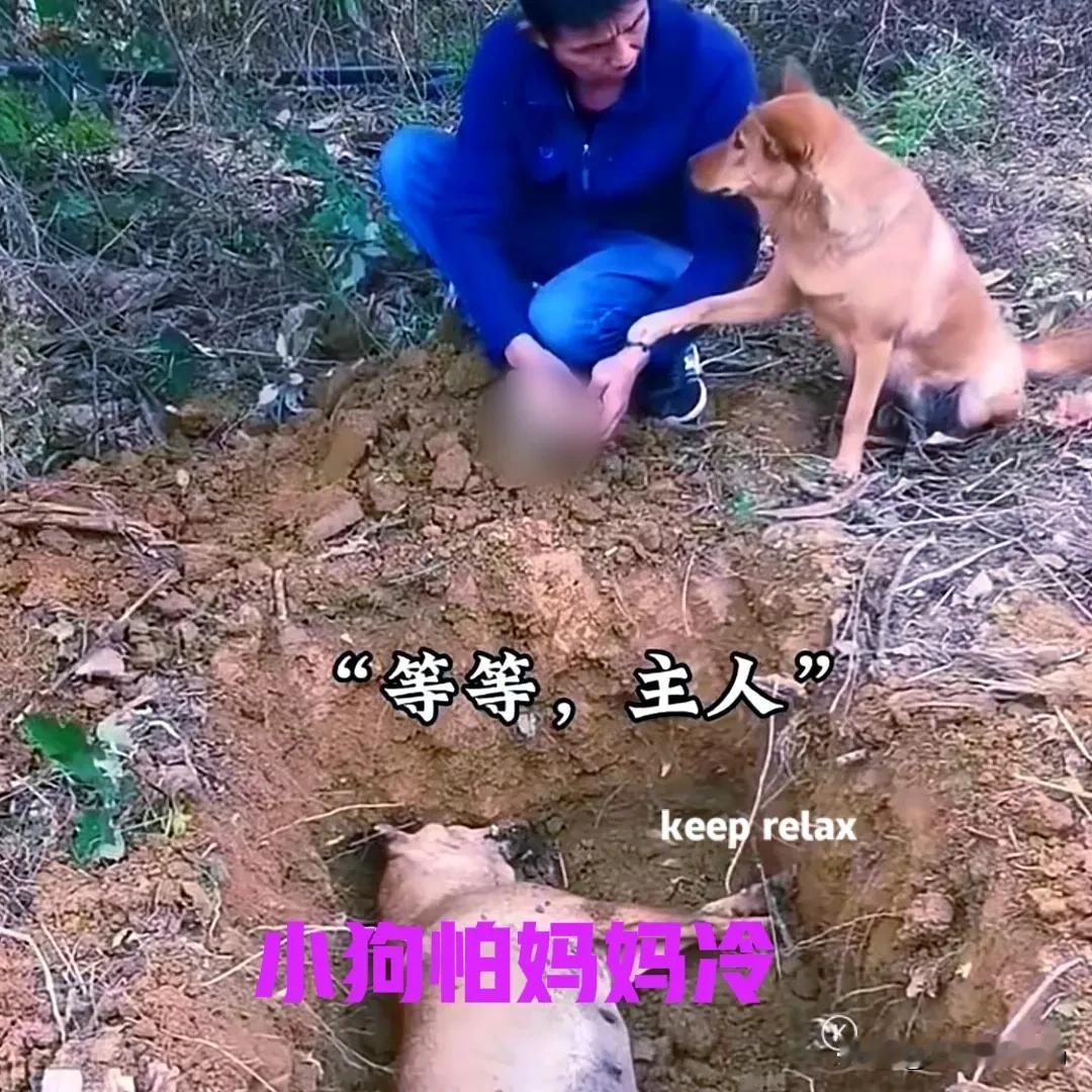 狗妈妈死了，主人挖好了坑，准备把它埋了。悲伤的主人用双手，捧起泥土一把一把撒在狗