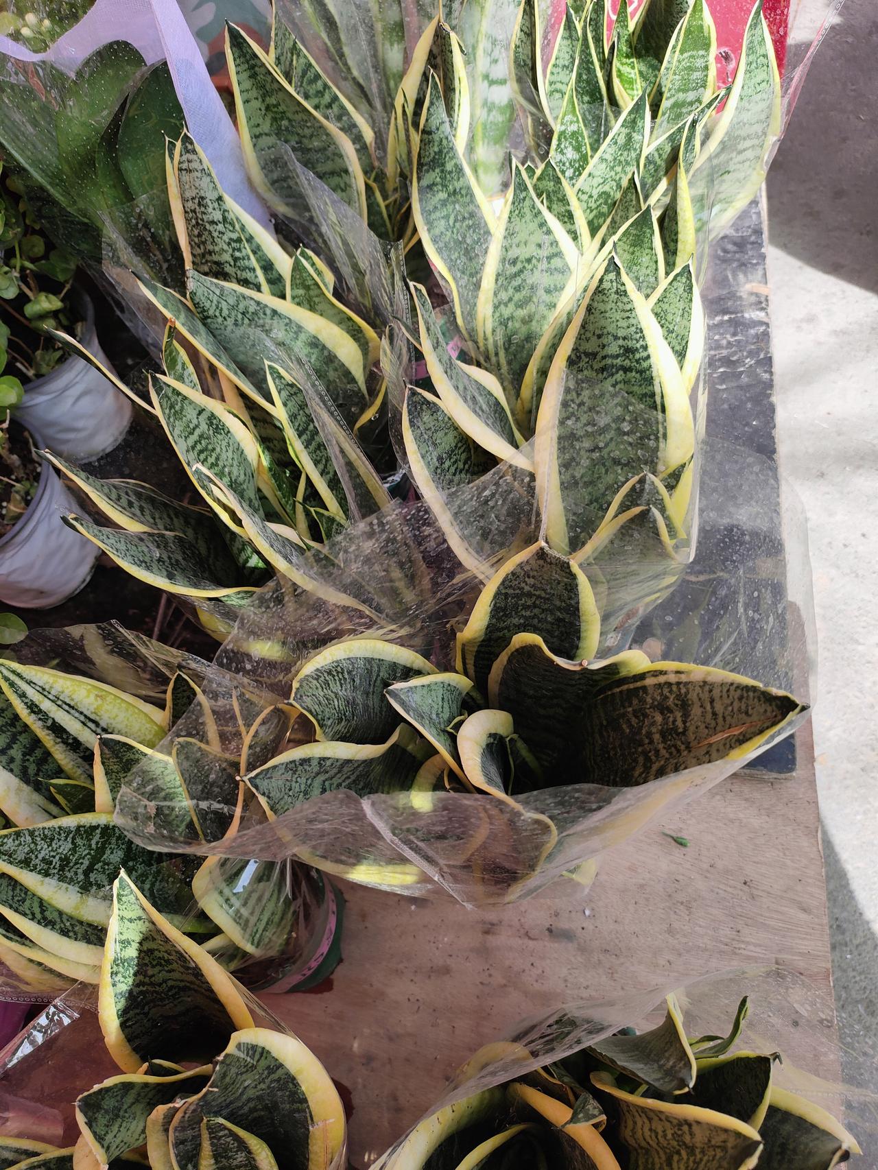 人到晚年，宁可孤独，也不将就；宁可冷清，也不讨好人这一辈子，前半生忙忙碌碌