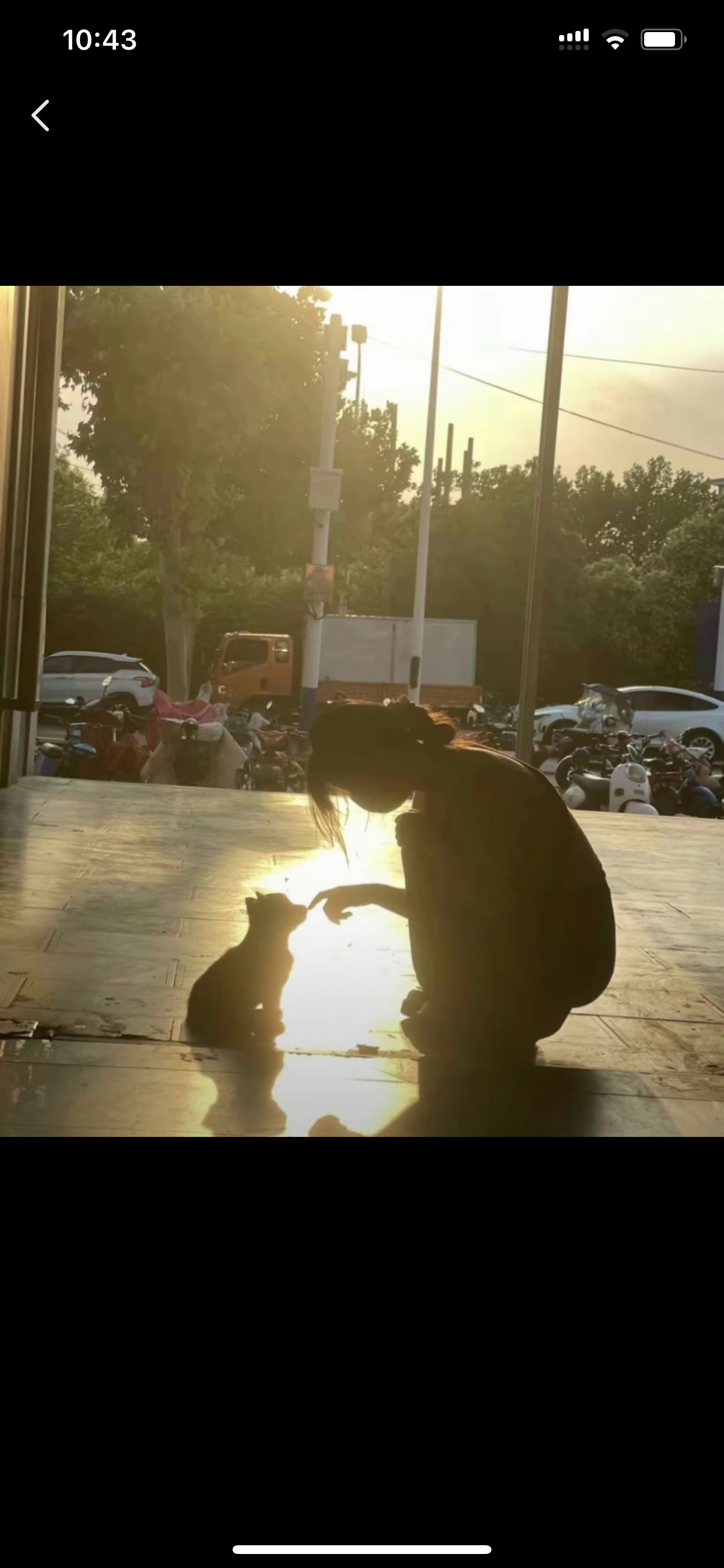 每一只猫咪都是落入凡间的精灵！