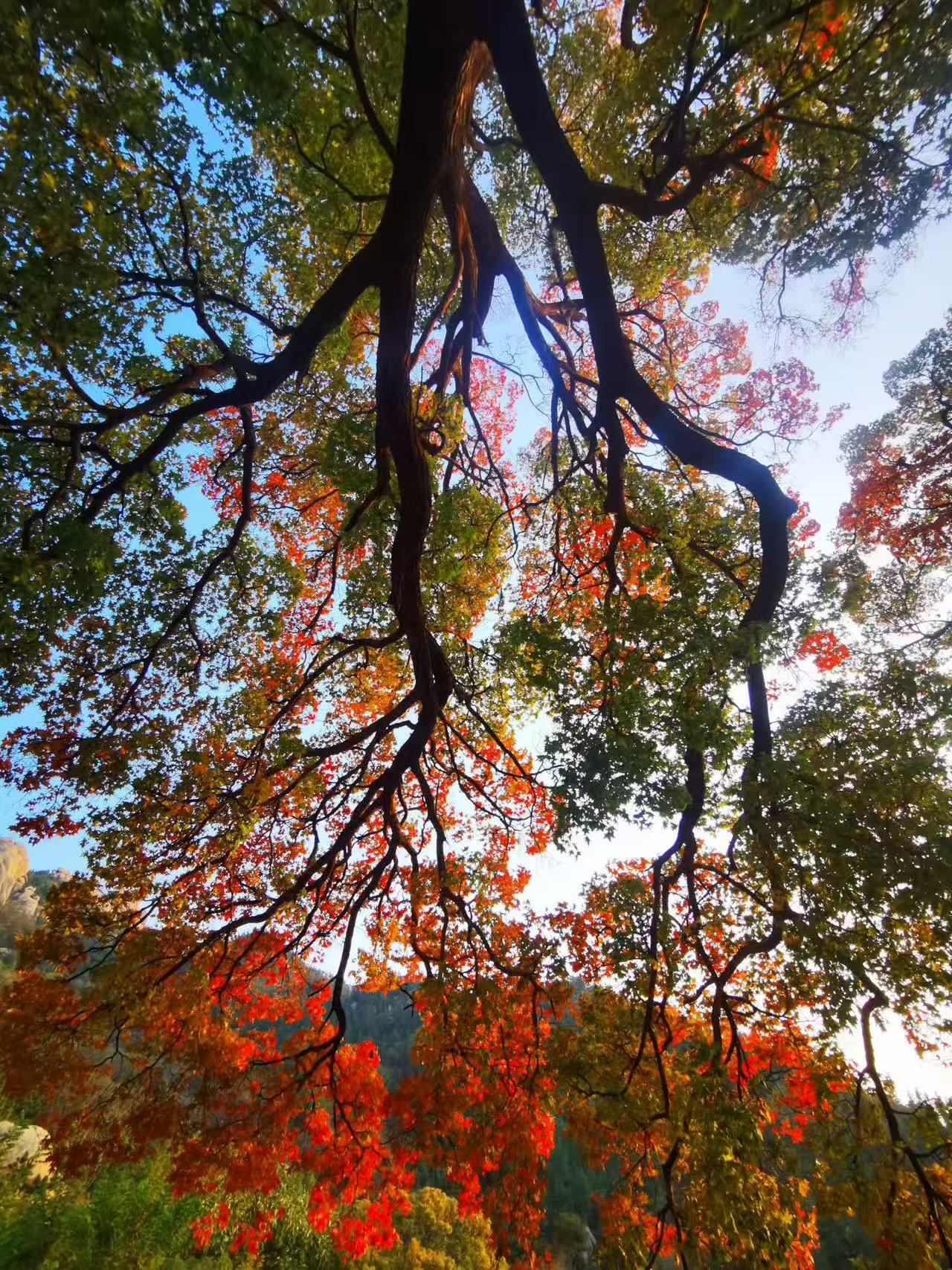 青岛崂山旅游，枫叶美景打卡攻略！