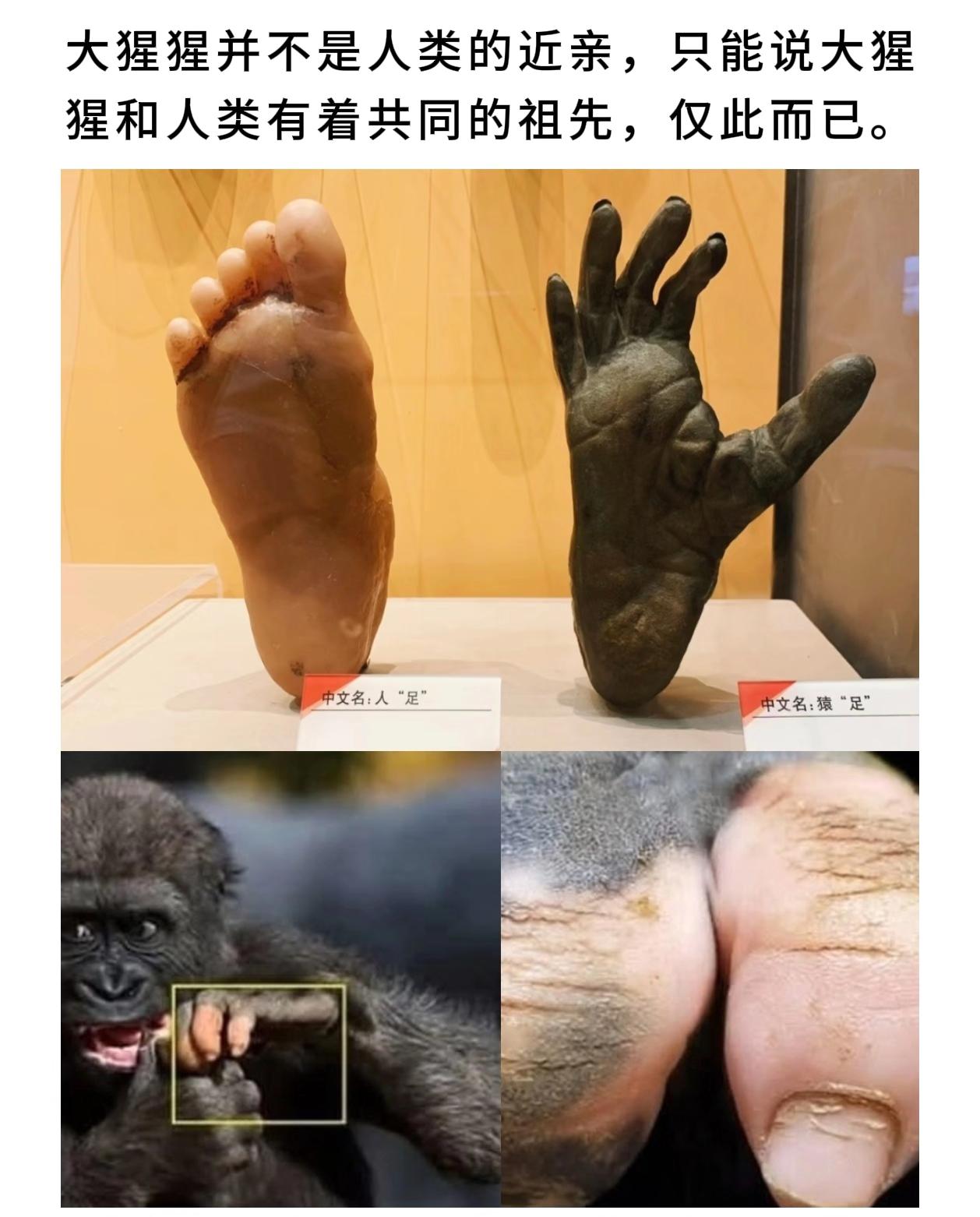 大猩猩并不是人类的近亲，只能说大猩猩人类有着共同的祖先，仅此而已。